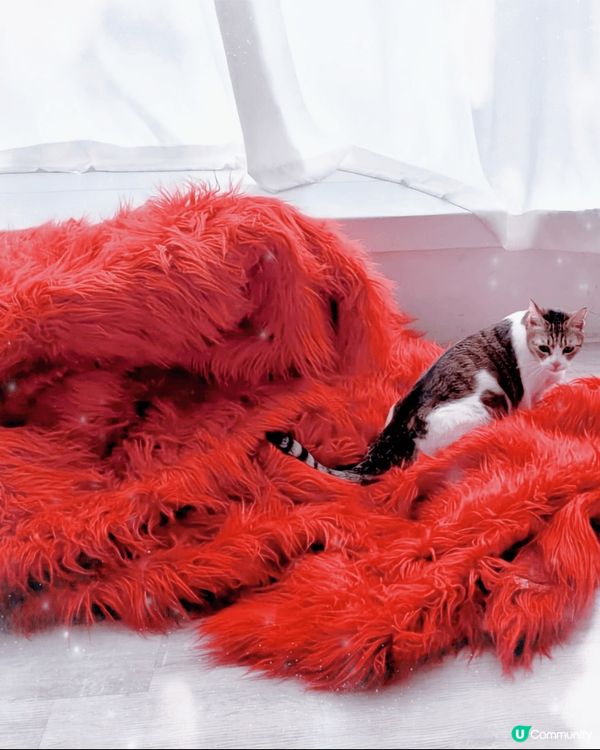 可愛乖雪女美喵一枚，無論在家或影樓都吾怕被人影相，又肯望鏡頭...