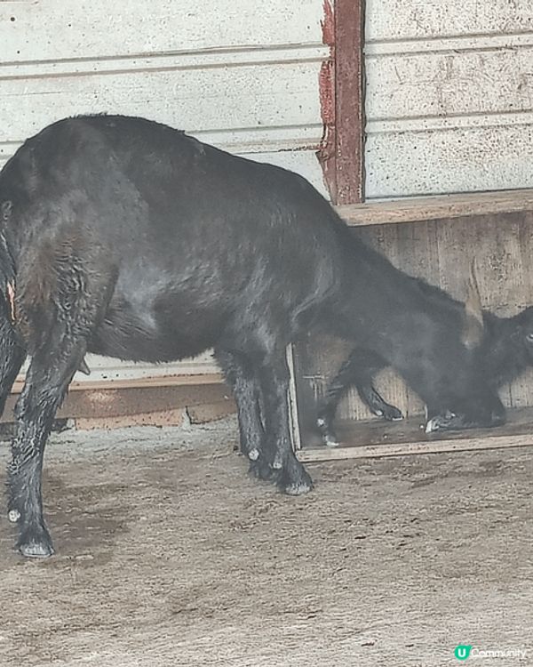 春日行山，千島湖路線，掃管笏出發，全部車路斜路輕鬆行，行多少...