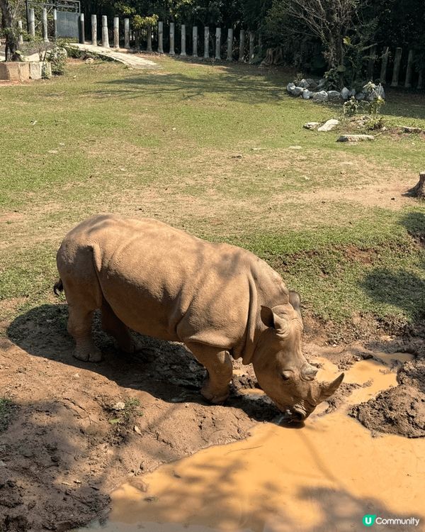 位於深圳南山區的深圳野生動物園適合親子遊，港澳居民在Kkda...