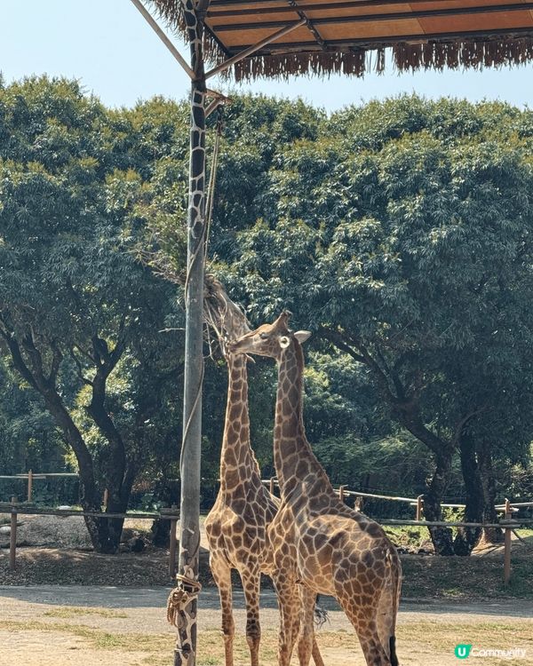 位於深圳南山區的深圳野生動物園適合親子遊，港澳居民在Kkda...