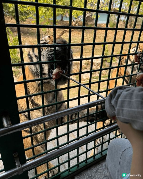 位於深圳南山區的深圳野生動物園適合親子遊，港澳居民在Kkda...