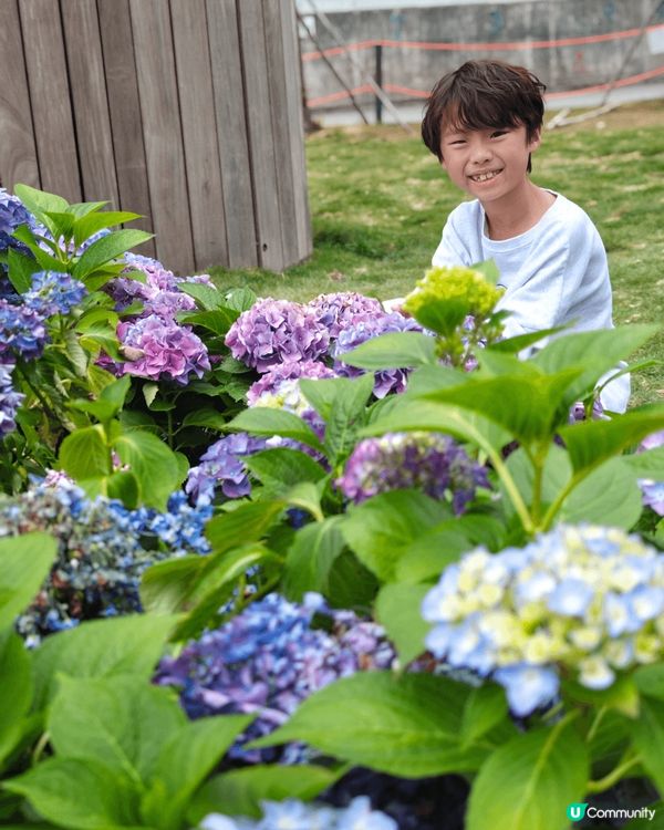 春天到啦，估唔到香港都有咁大片靚靚繡球花