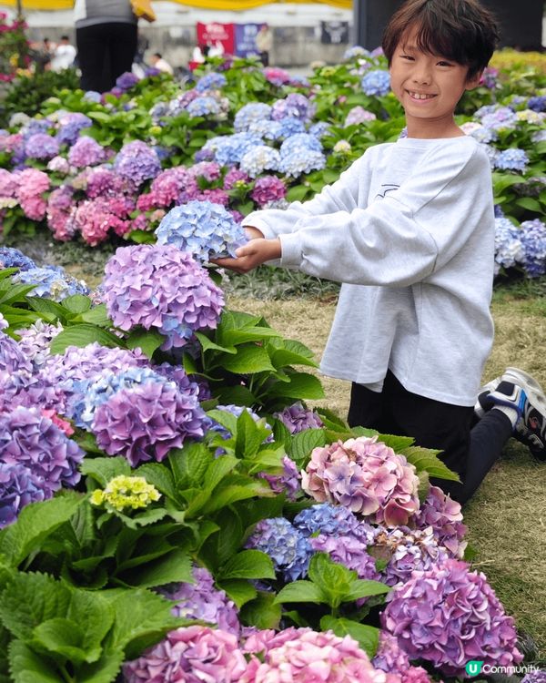 春天到啦，估唔到香港都有咁大片靚靚繡球花