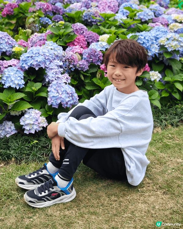 春天到啦，估唔到香港都有咁大片靚靚繡球花