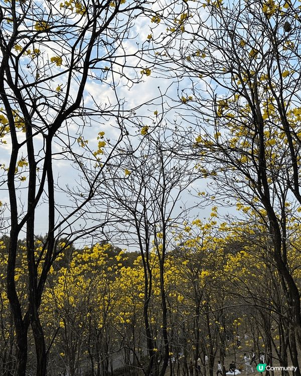 深圳平湖生態園🌸 黃花風鈴木盛放！免費入場！