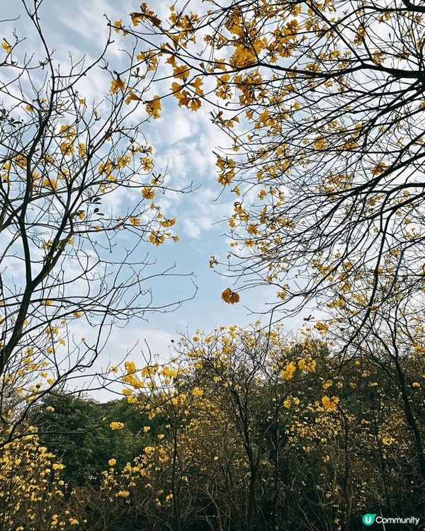 深圳平湖生態園🌸 黃花風鈴木盛放！免費入場！