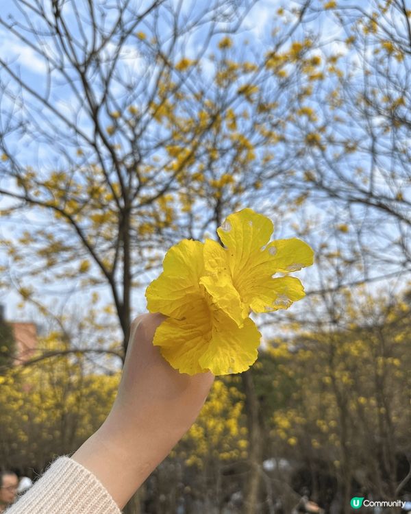 深圳平湖生態園🌸 黃花風鈴木盛放！免費入場！