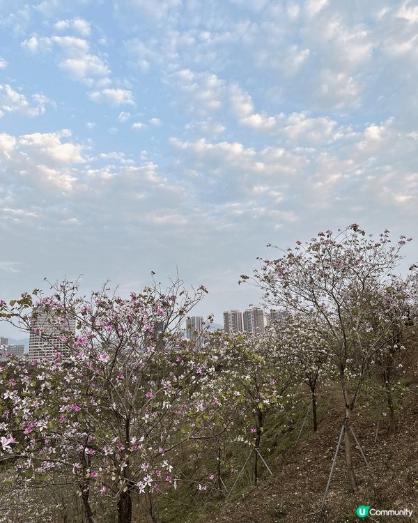 深圳平湖生態園🌸 黃花風鈴木盛放！免費入場！