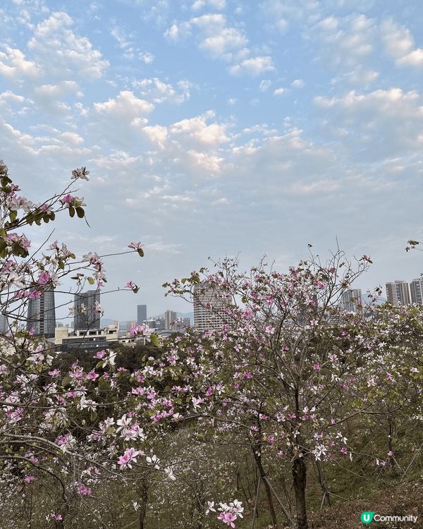 深圳平湖生態園🌸 黃花風鈴木盛放！免費入場！
