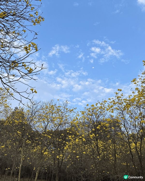 深圳平湖生態園🌸 黃花風鈴木盛放！免費入場！