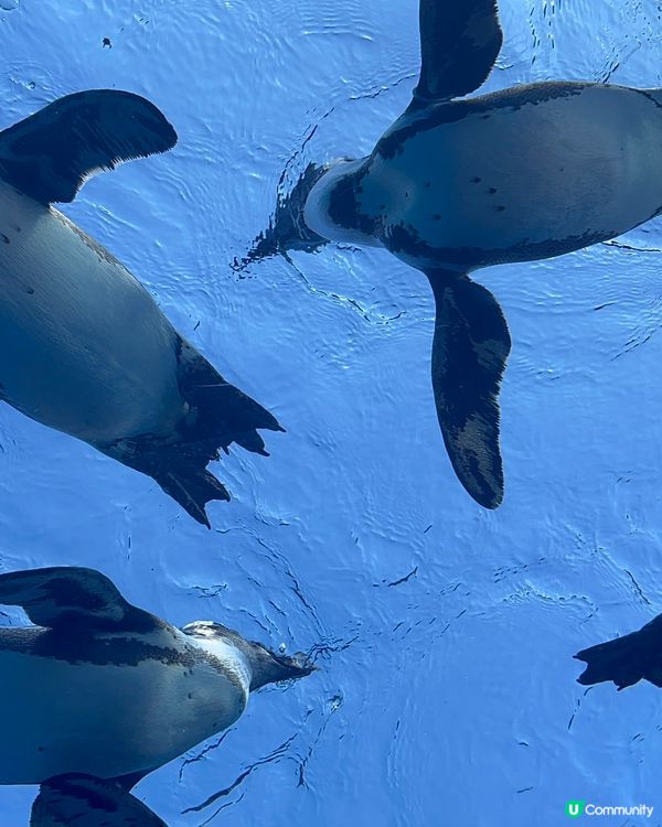 快閃東京3日之旅🇯🇵