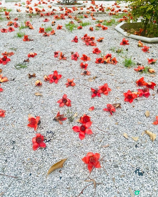 遍地落紅🔸🔸有途人仲用🌺 砌了個心形 ❤️‍🔥