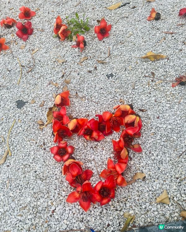 遍地落紅🔸🔸有途人仲用🌺 砌了個心形 ❤️‍🔥