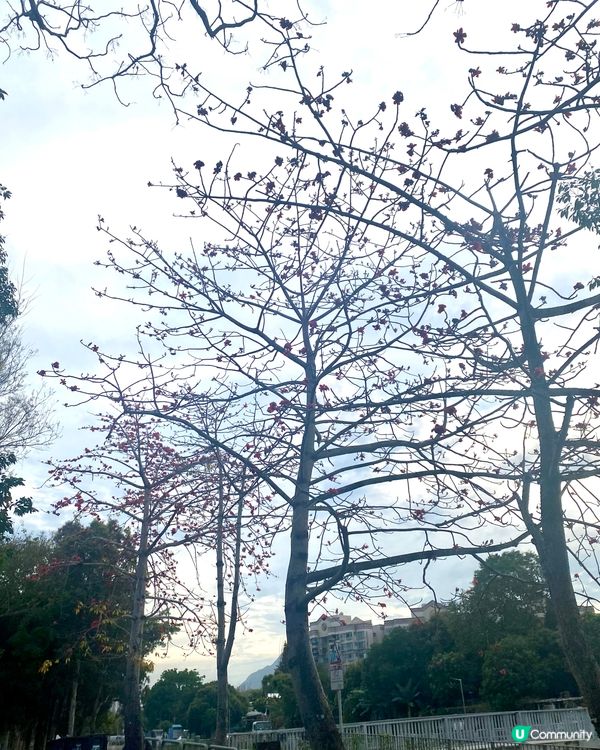 遍地落紅🔸🔸有途人仲用🌺 砌了個心形 ❤️‍🔥