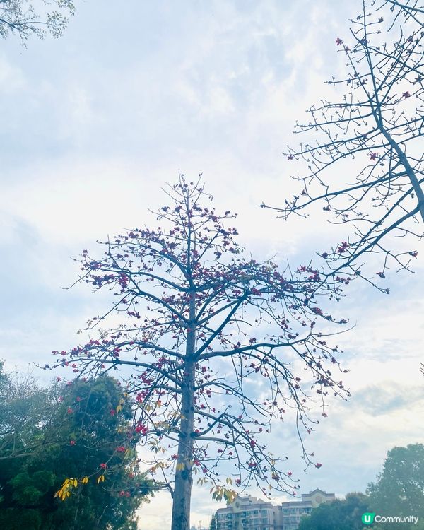 遍地落紅🔸🔸有途人仲用🌺 砌了個心形 ❤️‍🔥