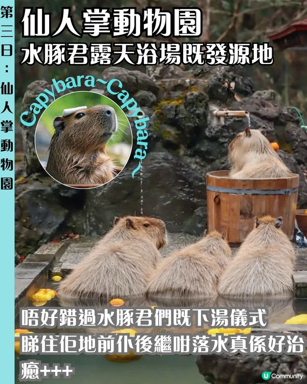 🗼靜岡伊豆三日兩夜行程 小丸子樂園/富士山最佳拍攝位/ 水豚溫泉♨️ 附交通路線‼️