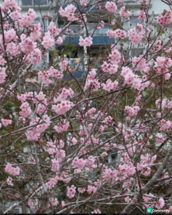 香港櫻花2025🌸