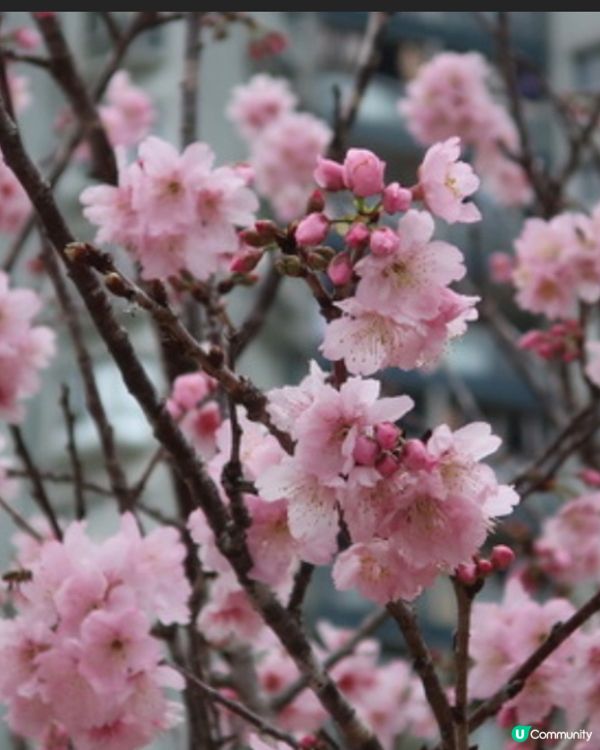 香港櫻花2025🌸