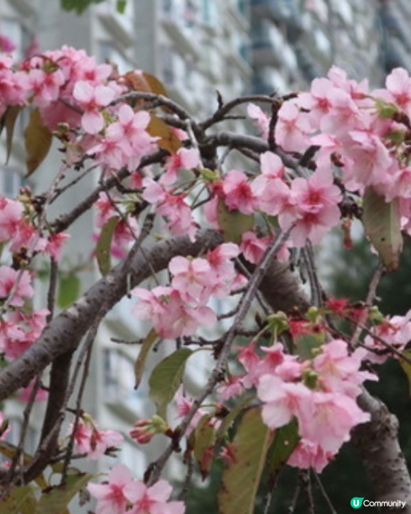 香港櫻花2025🌸