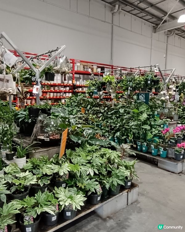 [西澳逃生篇❓‼️] 