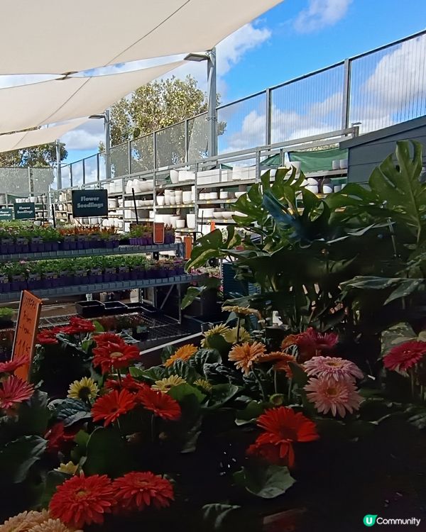 [西澳逃生篇❓‼️] 