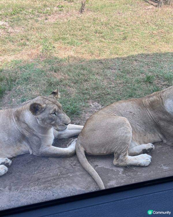 富國島動物園！