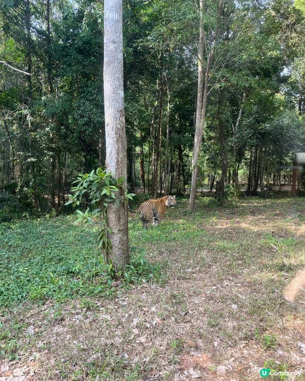富國島動物園！