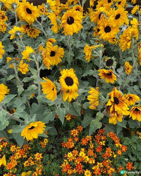 香港花卉展覽2025