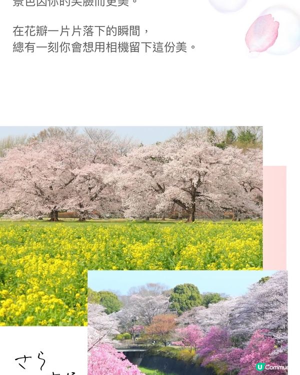 來一場浪漫春日之旅💕打卡位滿滿📸