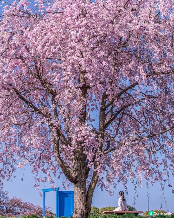 來一場浪漫春日之旅💕打卡位滿滿📸
