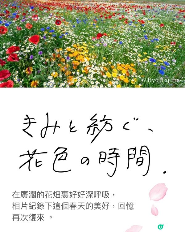 來一場浪漫春日之旅💕打卡位滿滿📸