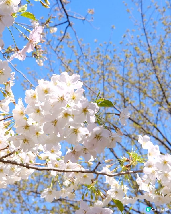 上野恩賜公園🌸賞櫻攻略！