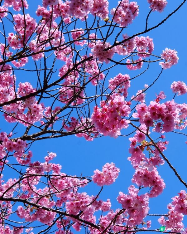 上野恩賜公園🌸賞櫻攻略！