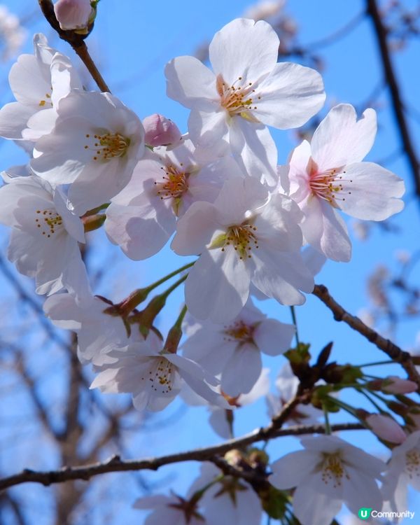 上野恩賜公園🌸賞櫻攻略！