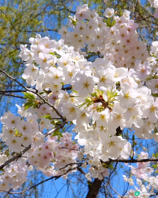 上野恩賜公園🌸賞櫻攻略！