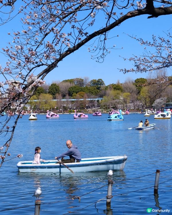 上野恩賜公園🌸賞櫻攻略！