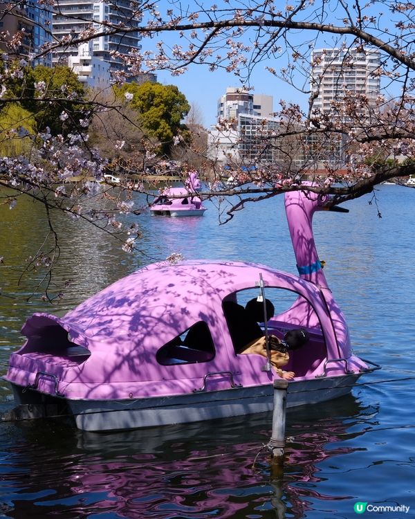 上野恩賜公園🌸賞櫻攻略！