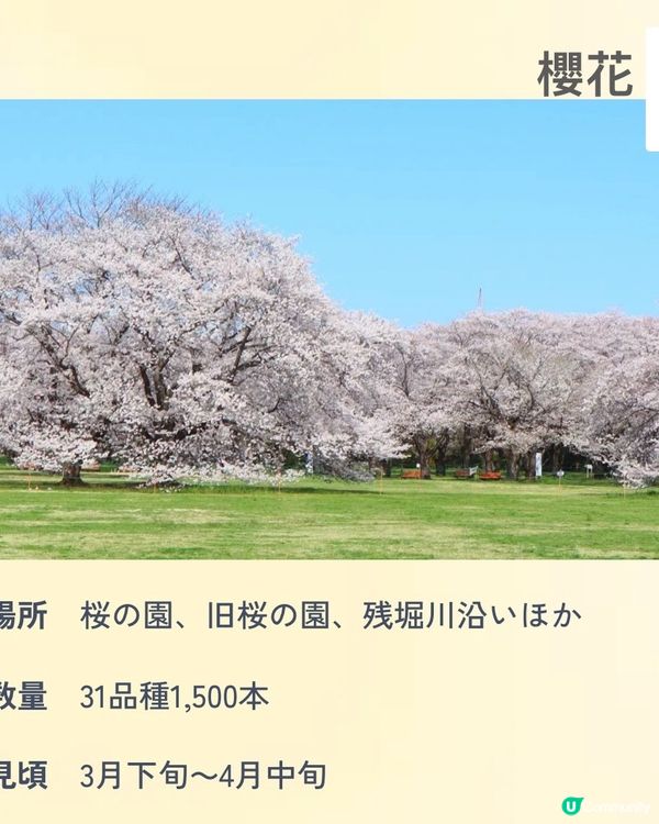 來一場浪漫春日之旅💕打卡位滿滿📸