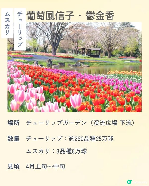 來一場浪漫春日之旅💕打卡位滿滿📸