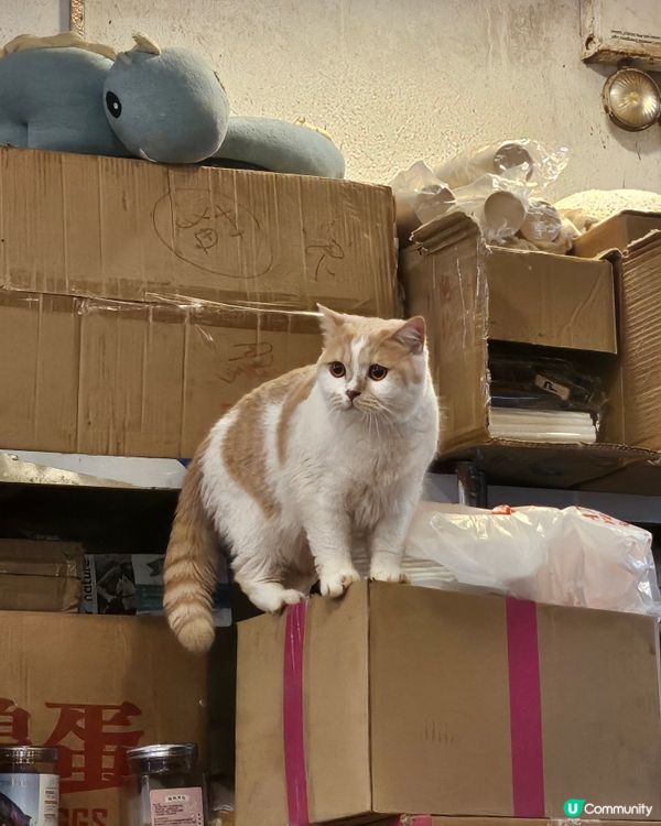 🐱‍👤油麻地必去茶餐廳！登打士茶餐廳！🤤