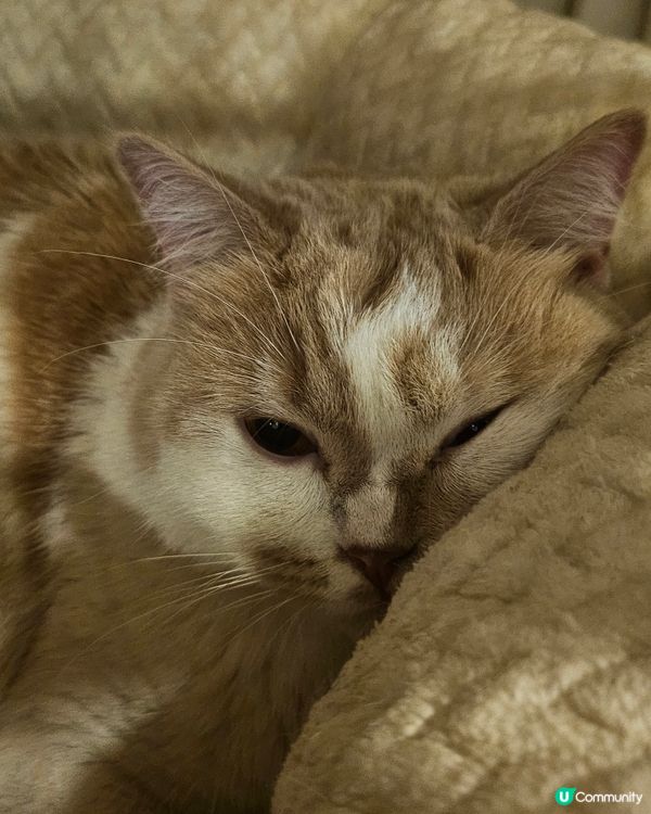 🐱‍👤油麻地必去茶餐廳！登打士茶餐廳！🤤