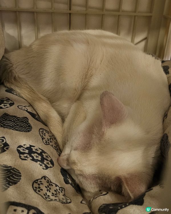 🐱‍👤油麻地必去茶餐廳！登打士茶餐廳！🤤