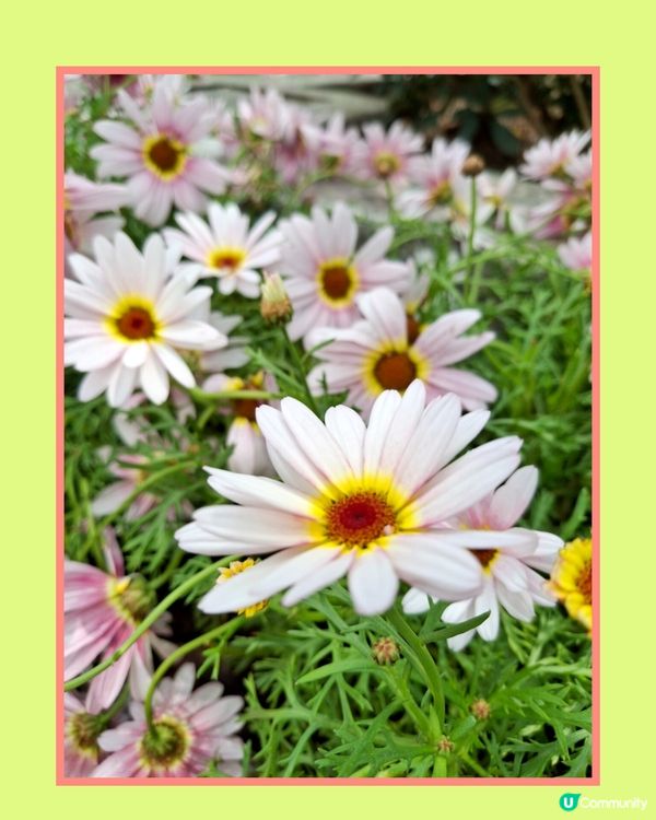 春日氣息。另類花展🌼🌸🪻⚘️