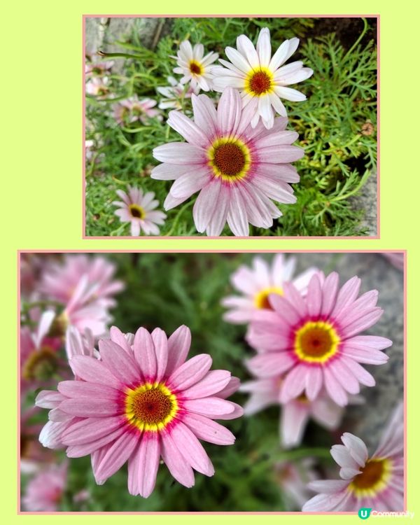 春日氣息。另類花展🌼🌸🪻⚘️