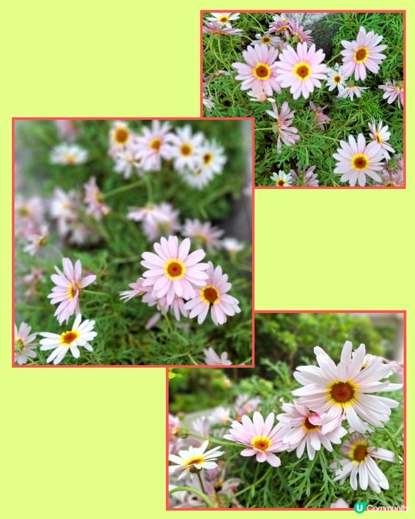 春日氣息。另類花展🌼🌸🪻⚘️