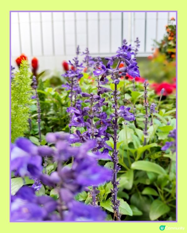 春日氣息。另類花展🌼🌸🪻⚘️