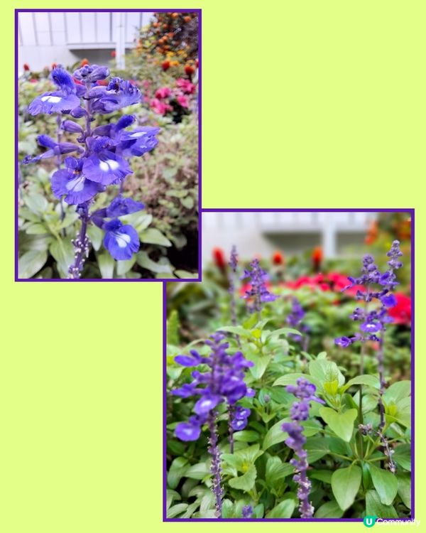 春日氣息。另類花展🌼🌸🪻⚘️