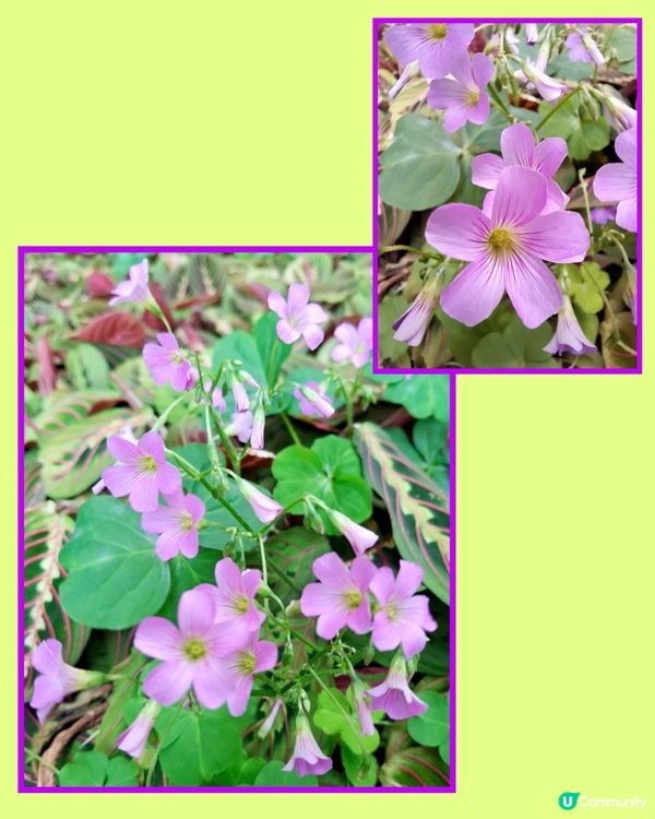 春日氣息。另類花展🌼🌸🪻⚘️