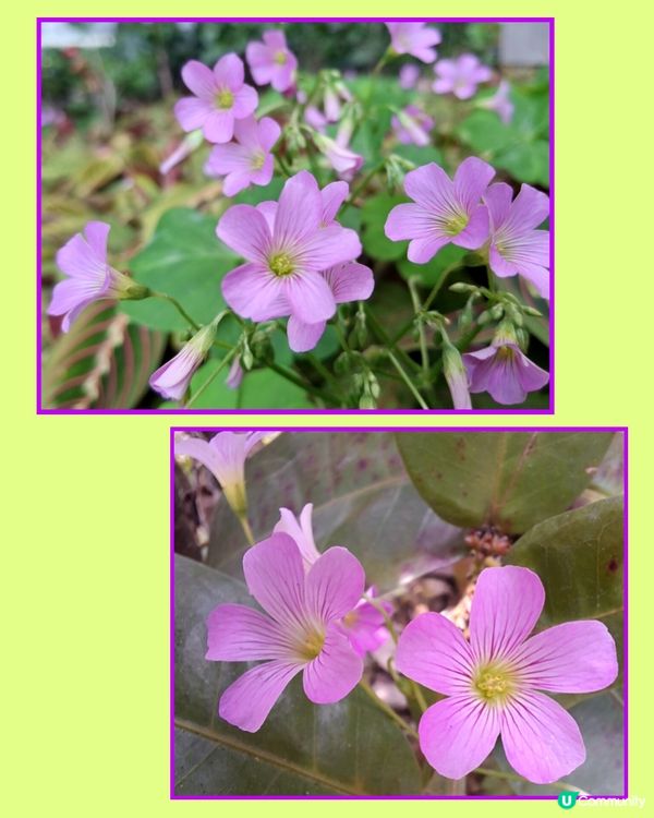 春日氣息。另類花展🌼🌸🪻⚘️