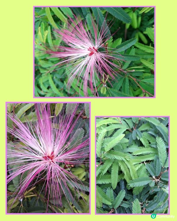 春日氣息。另類花展🌼🌸🪻⚘️